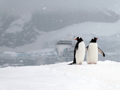 Greg Mortimer in Antarctica ULS 01423 Greg Mortimer and penguins Ingrid Vroman
