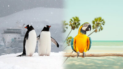 1920x1080 polar to tropical animals