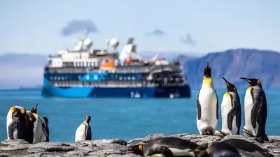 The penguins go on with their daily life, not paying any attention to the Ocean Victory expedition cruise vessel. Photo: Albatros Expeditions.