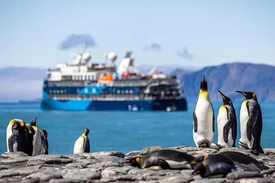 The penguins go on with their daily life, not paying any attention to the Ocean Victory expedition cruise vessel. Photo: Albatros Expeditions.