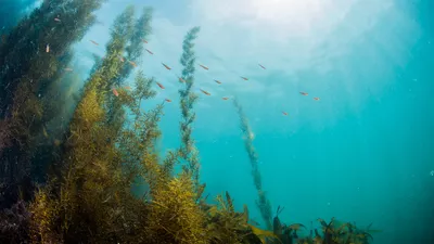 Sustainability Adobe Stock 109126206 seaweed