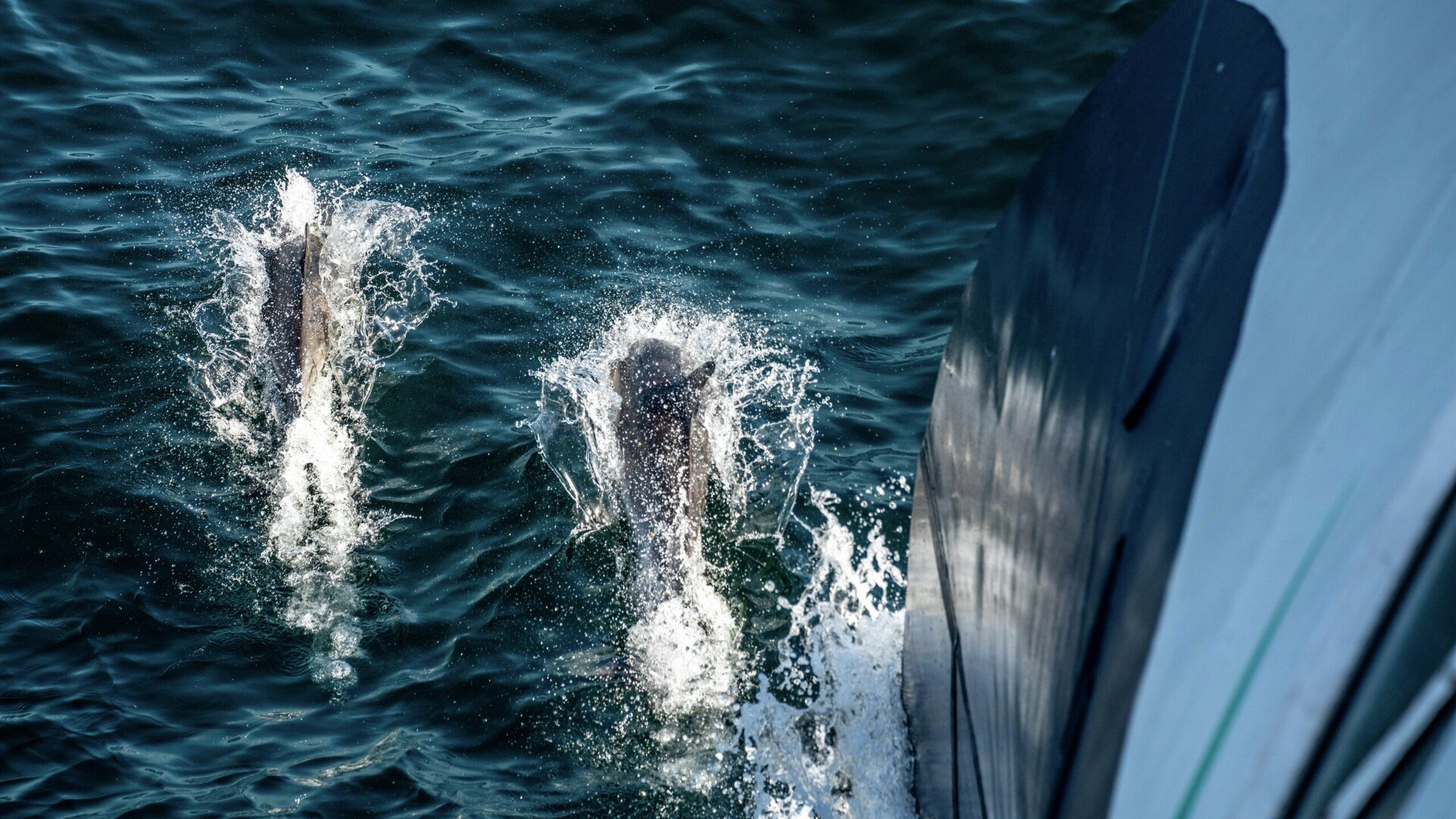 Douglas Mawson i Tasmania