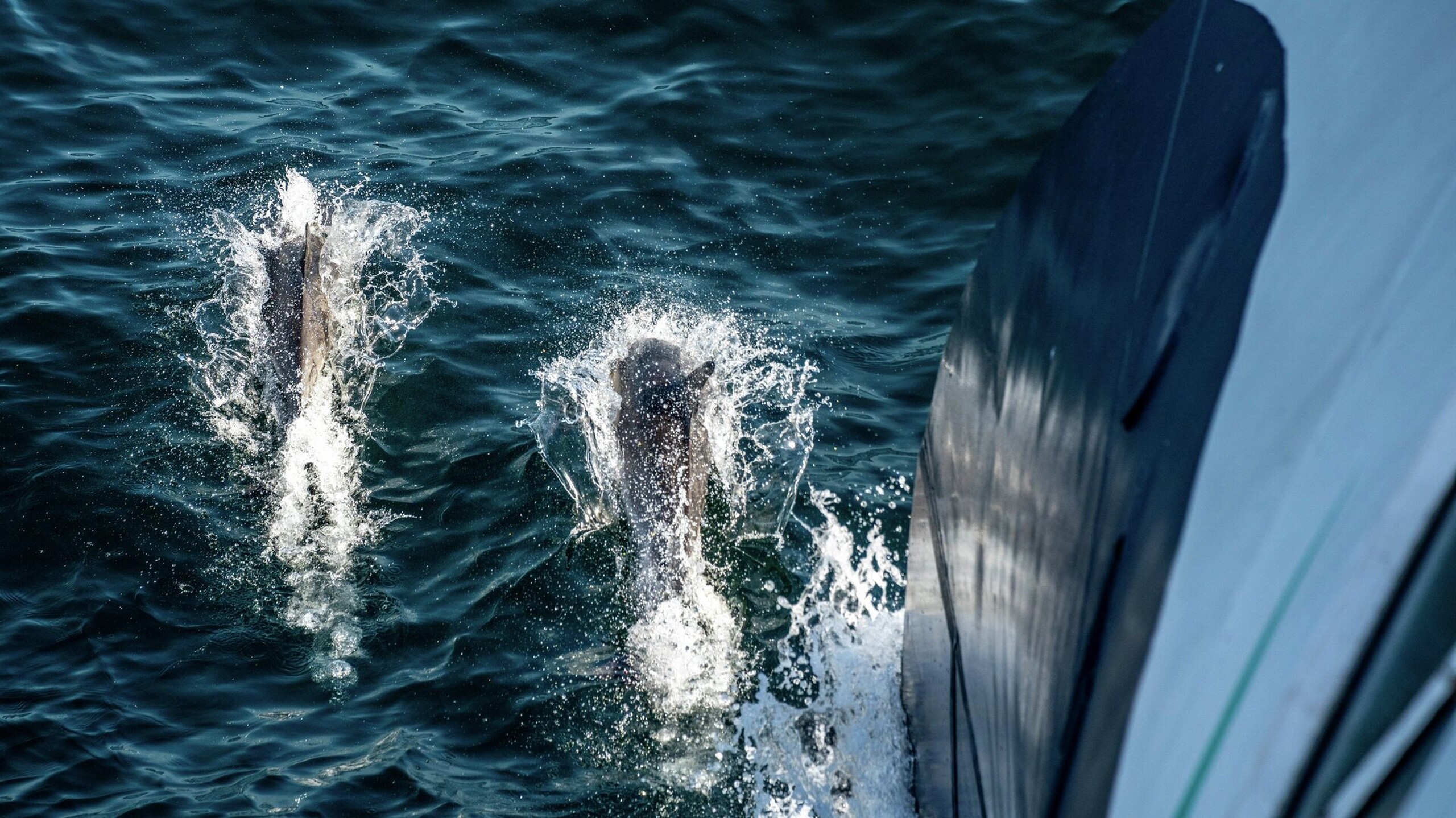 Douglas Mawson i Tasmania